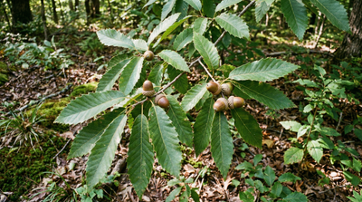 Chinkapin Oak