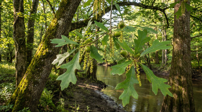 Water oak