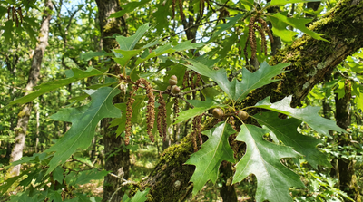 Pin Oak