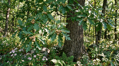 Chestnut Oak