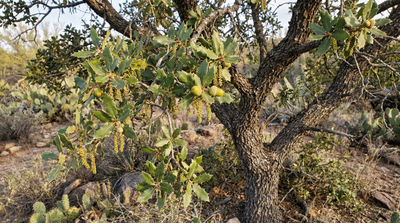 Scrub oak
