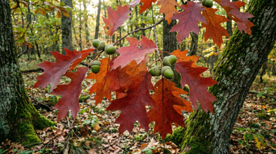 Red Oak