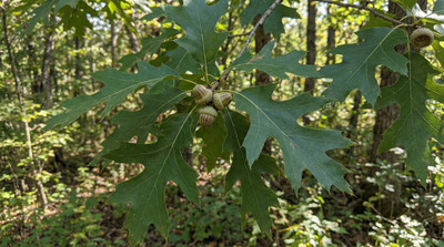 Shumard Oak