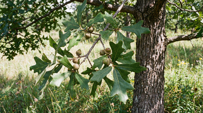 Post Oak