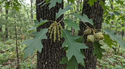 Black Oak