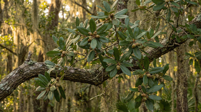 Southern Live Oak