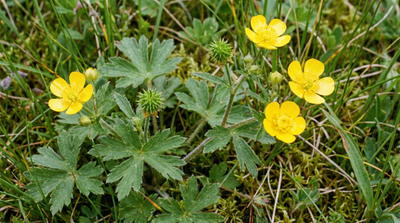 buttercup, western