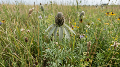 Gray-headed Coneflower
