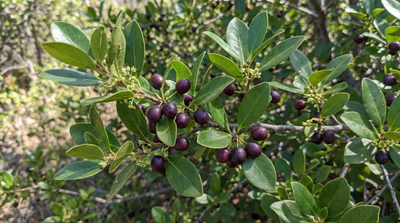 California coffeeberry