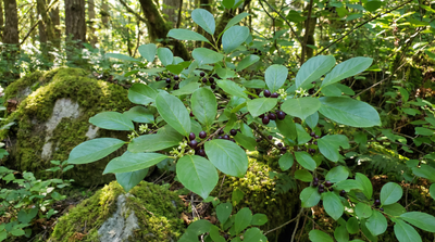 cascara