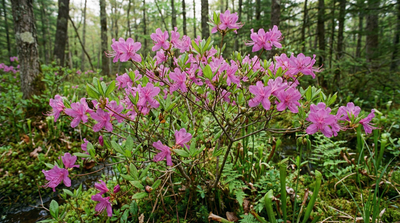 Rhodora