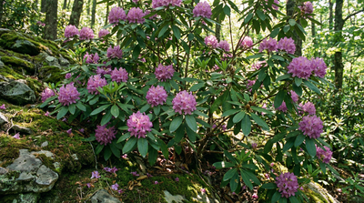 Catawba Rhododendron