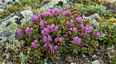 Lapland Rosebay