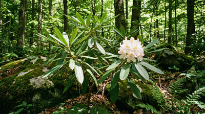 Rosebay Rhododendron