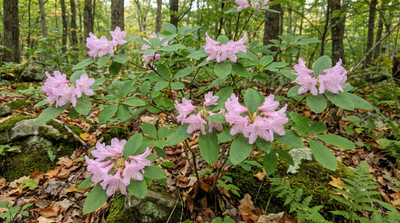 Pink Azalea