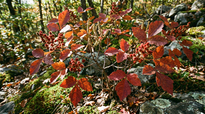 Fragrant sumac