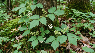 Poison Ivy