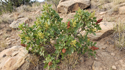 Skunkbush Sumac