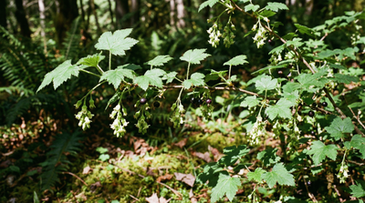 American black currant