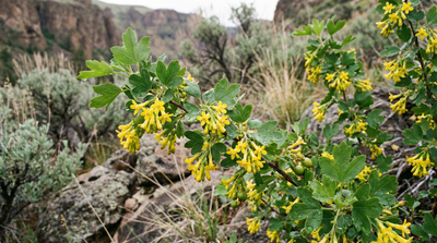 Golden Currant