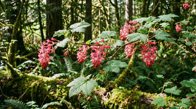 Red-flowering Currant