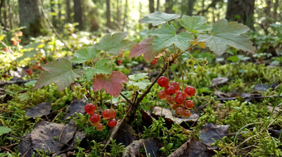 Red Currant