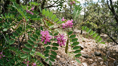 New Mexico Locust