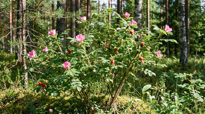 Prickly Rose