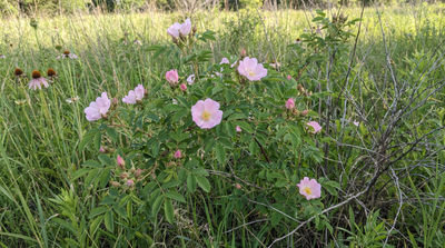 Prairie rose