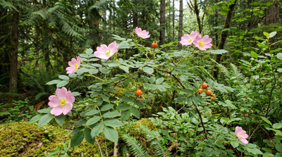 Baldhip Rose