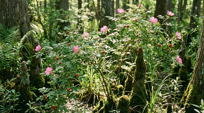 Swamp Rose