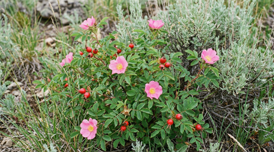 Woods' Rose