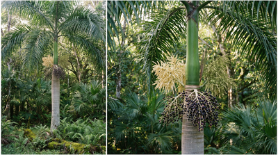 Florida Royal Palm