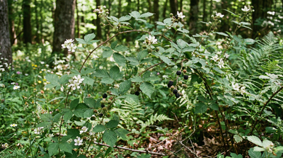 Allegheny blackberry