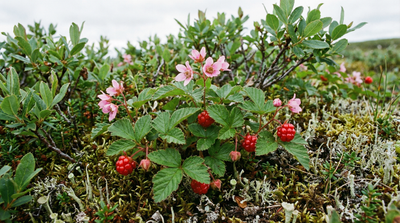 Arctic Raspberry