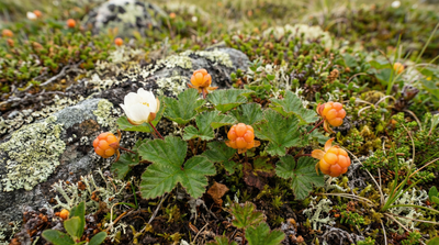 Cloudberry