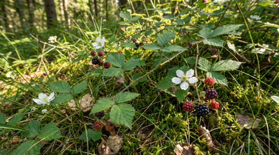 Northern Dewberry