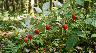 Raspberry