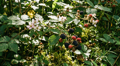 Blackberry