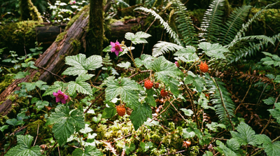 Salmonberry
