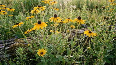 Black-eyed Susan