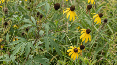 Cutleaf Coneflower