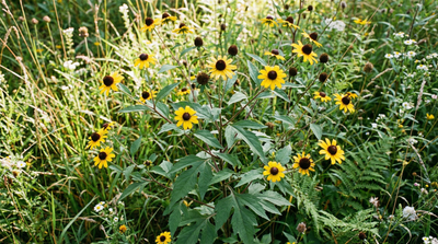 Brown-eyed Susan