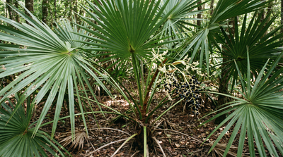 Dwarf Palmetto