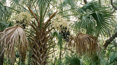 Cabbage Palm (Sabal Palm)