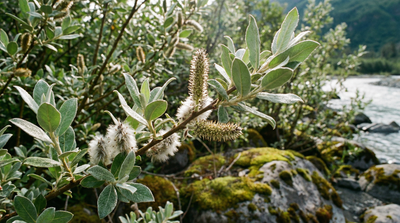 Feltleaf willow