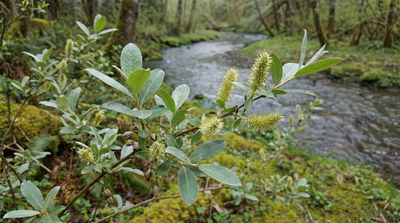 Bebb's Willow