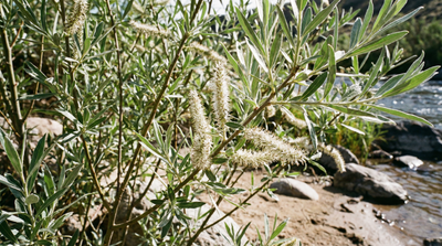 Coyote Willow