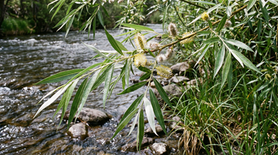 Shining willow