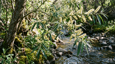 Arroyo willow